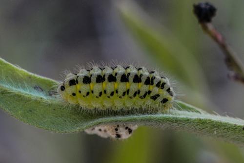 Réf. 197 678 : Zygaena sp.